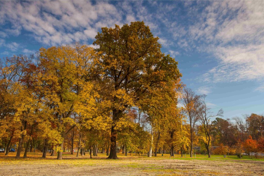 Colorful autumn trees in Stromovka Park, one of the largest and most scenic Prague parks, beneath a bright blue sky with scattered clouds
