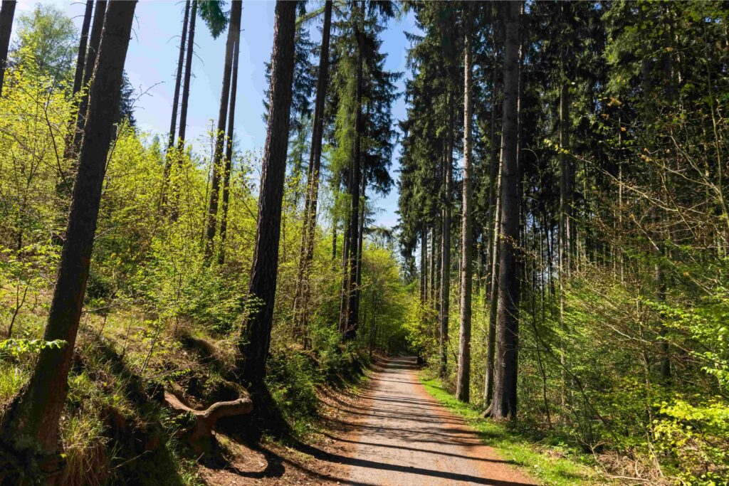 Forest walking trail through Kunratice Forest, one of the most peaceful Prague Parks for hiking, nature walks, and outdoor recreation